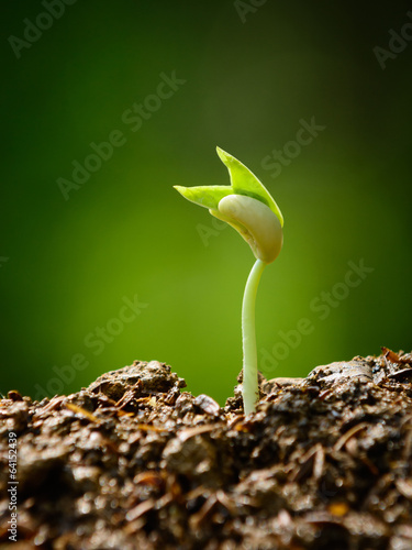 young plant, seedling, sprout, growing