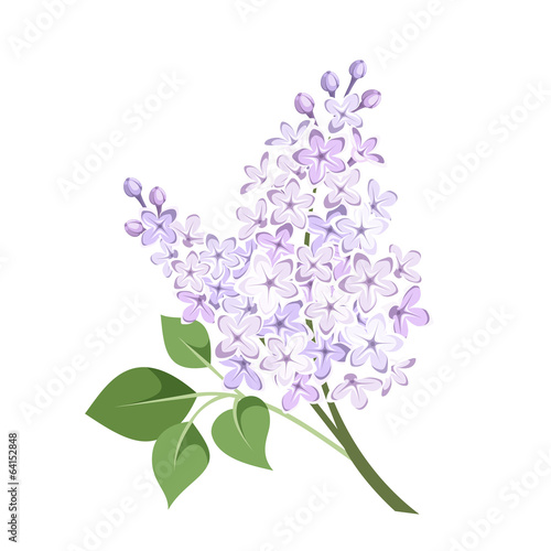 Branch of lilac flowers. Vector illustration.