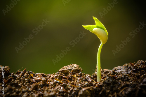 Fotótapéta young plant, seedling, sprout, growing
