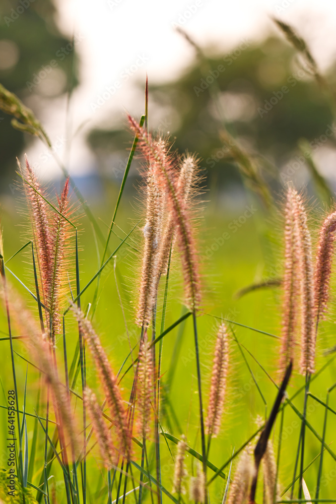 the grass the grass