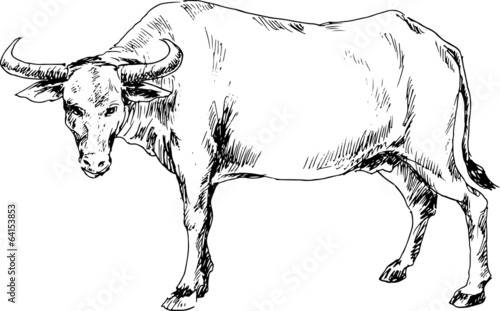 hand drawn buffalo