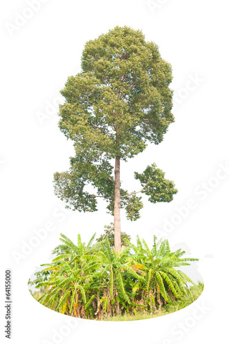 Isolated green beautiful and tall tree on white background