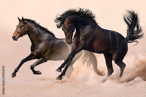 Two horses run gallop in dust