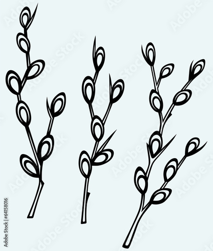 Pussy willow branches