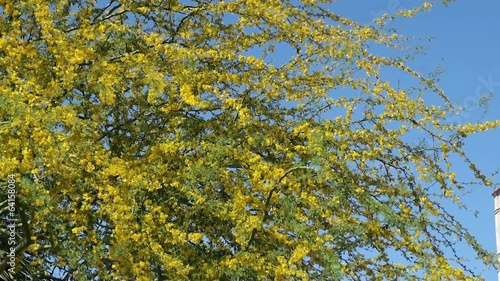 Flowering Palo Verde Tree. Phoenix. Arizona, USA. photo