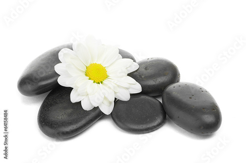 zen basalt stones and daisy isolated on white