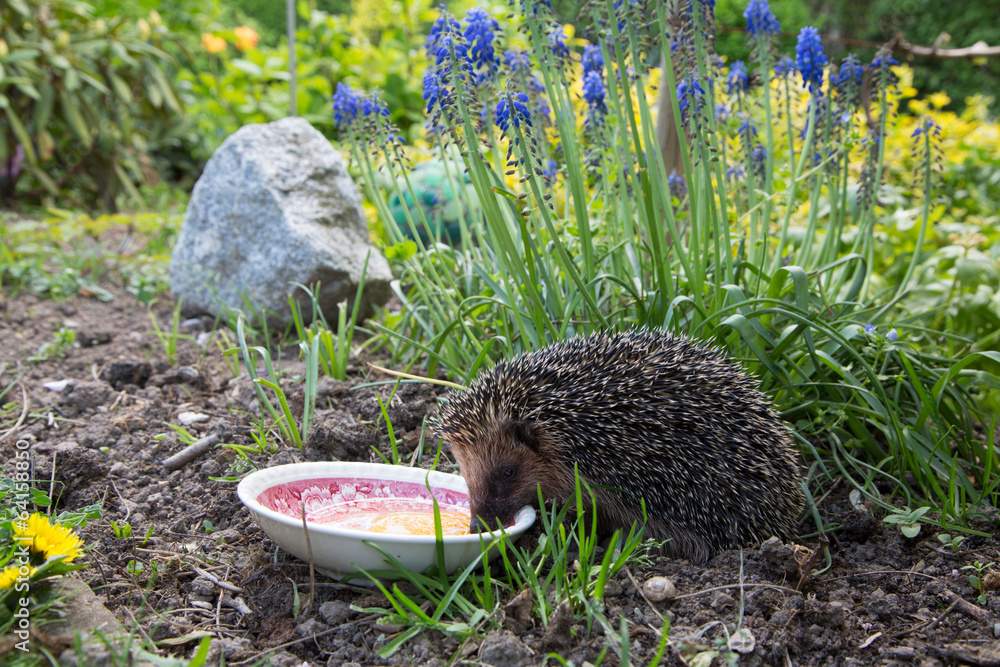 Obraz premium Igel frißt im Garten ein Ei