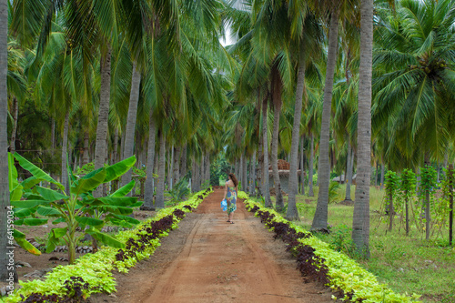 road in tropical park sri lanka coconut palms