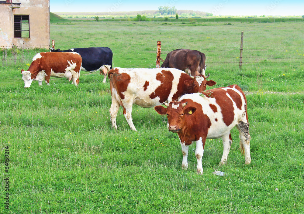 Domestic cows in green field grazing grass