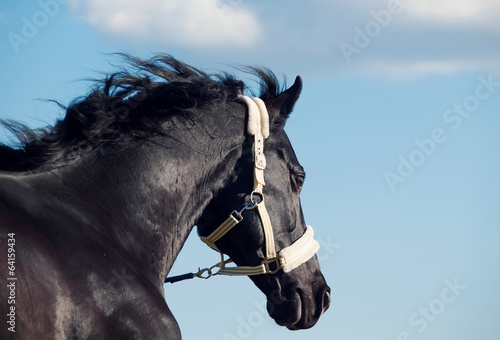 Fototapeta Naklejka Na Ścianę i Meble -  Portrait of  beautiful black breed stallion in active