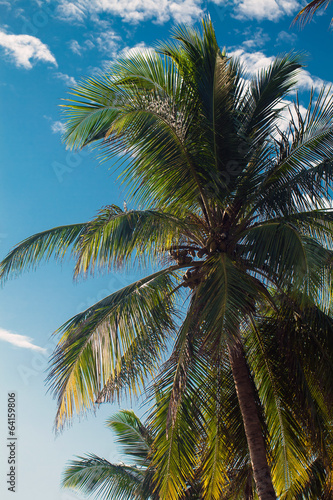coconut palms © Elroi