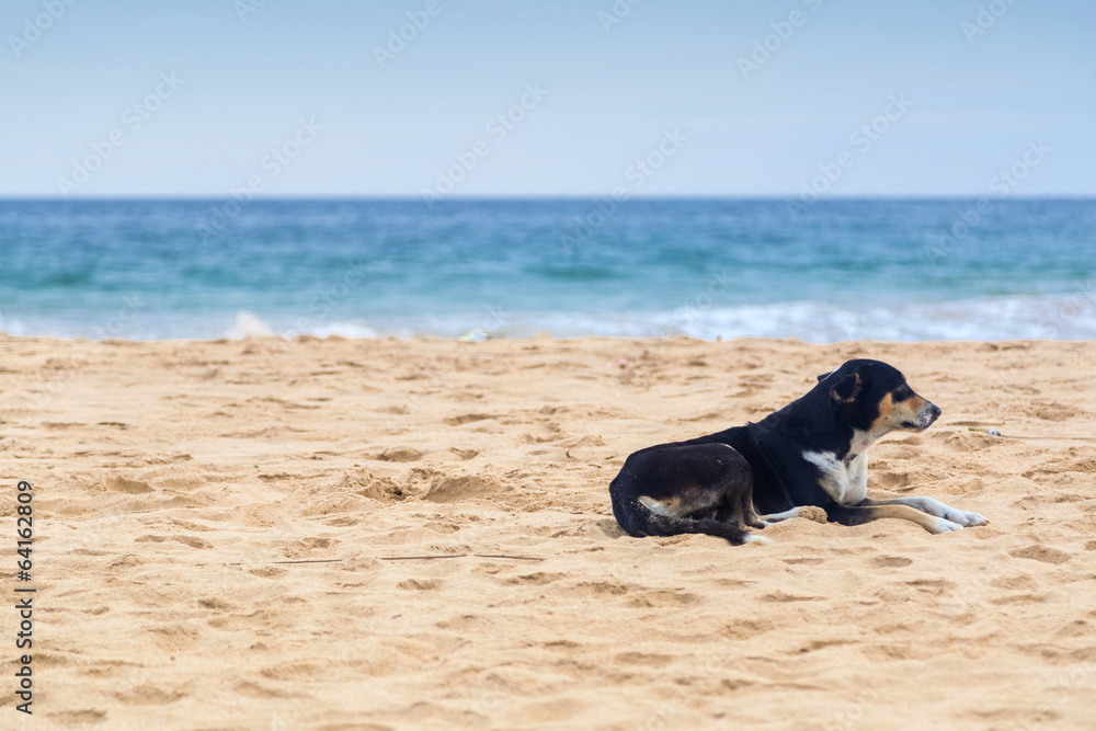 Black dog laying on the empty sandy beach. Black dog laying on the empty sandy beach.