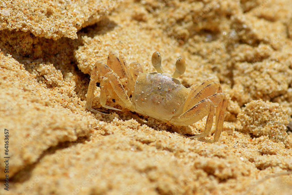 Tiny crab on sandy beach closeup