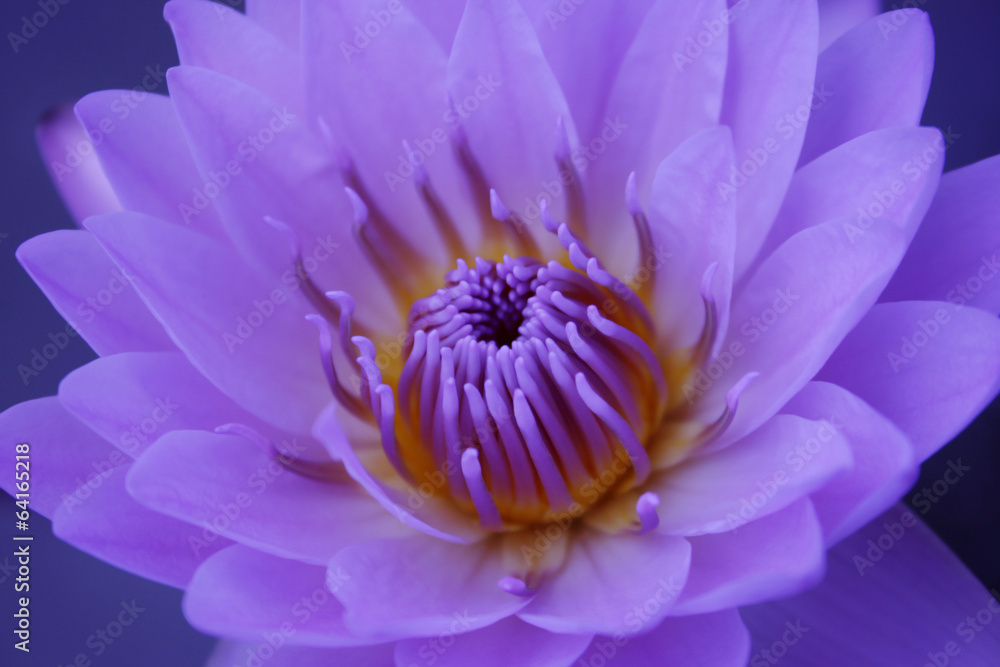 Lotus flower or Waterlily Lotus flower or Waterlily