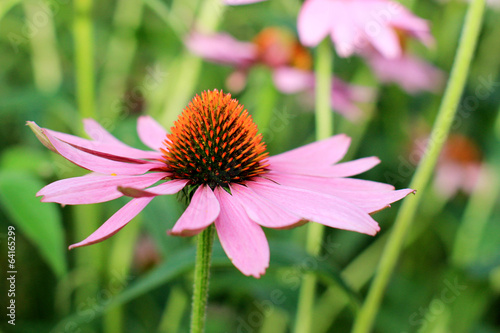 Echinacea flower   cone flower  