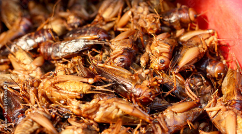 close up of fried insect