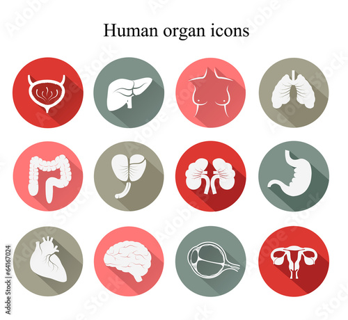 Set of human organs flat icons. Vector.