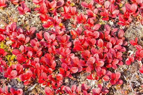 Red Bearberry Arctous rubra shiny fall leaves photo