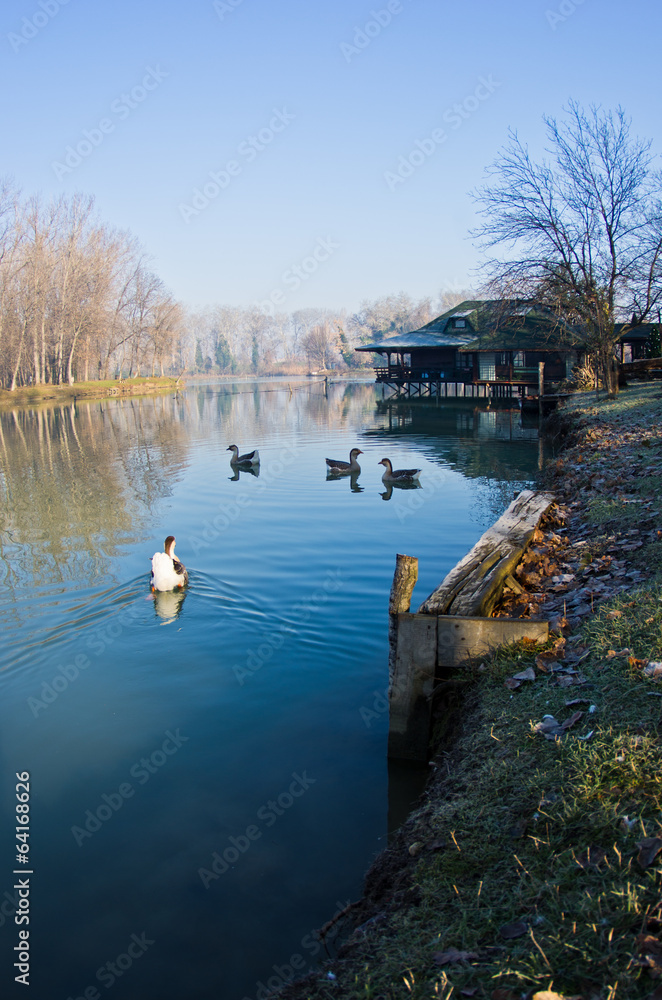 Goose on a small lake at sunny morning, near Belgrade