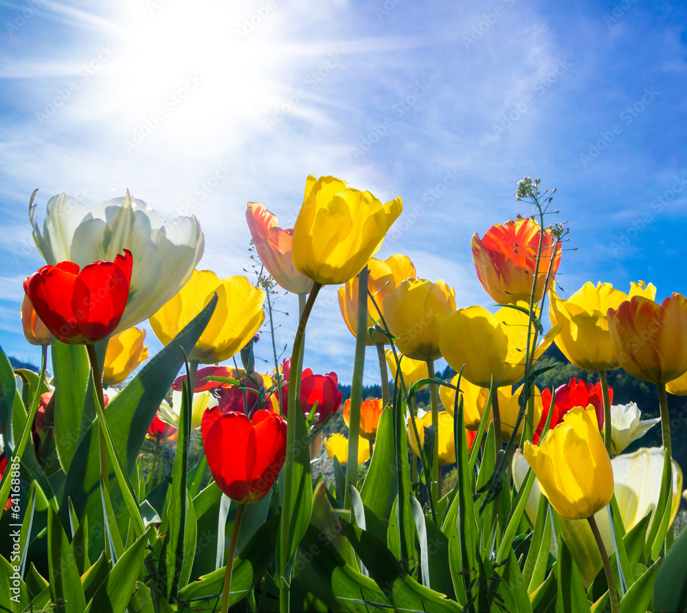 Fototapeta premium Tulpen im Frühling
