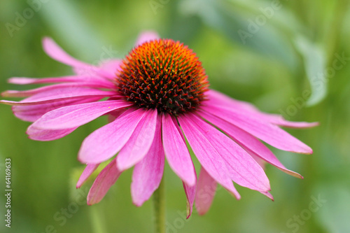 Photos Echinacea flower ( cone flower )