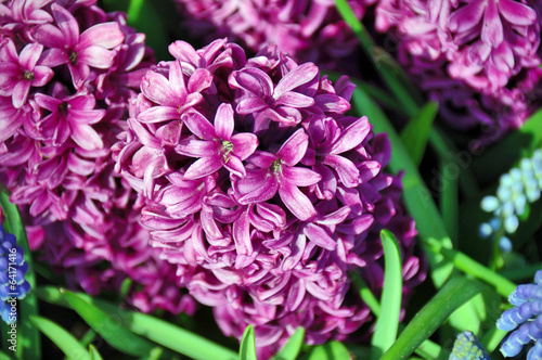 Lilac hyacinth