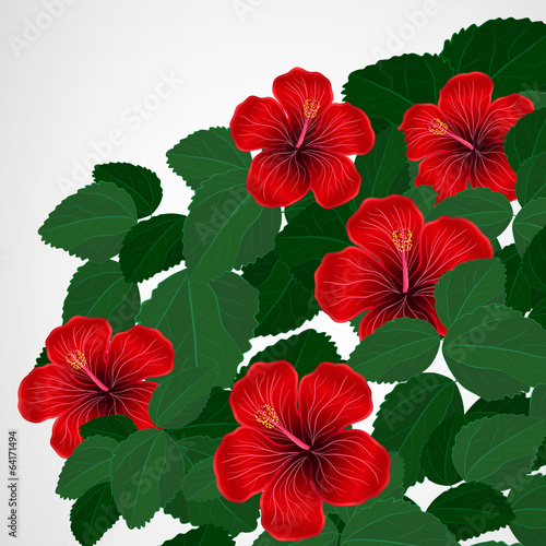 Floral design background. Hibiscus flowers.