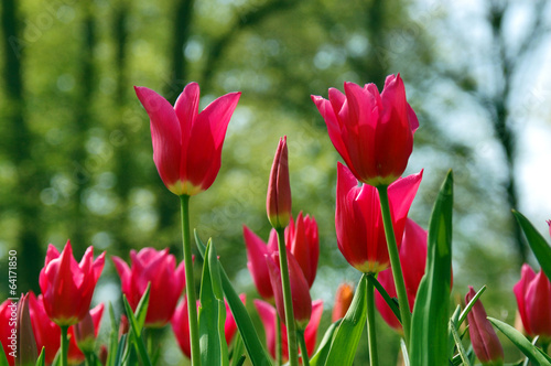 Tulips © hivaka