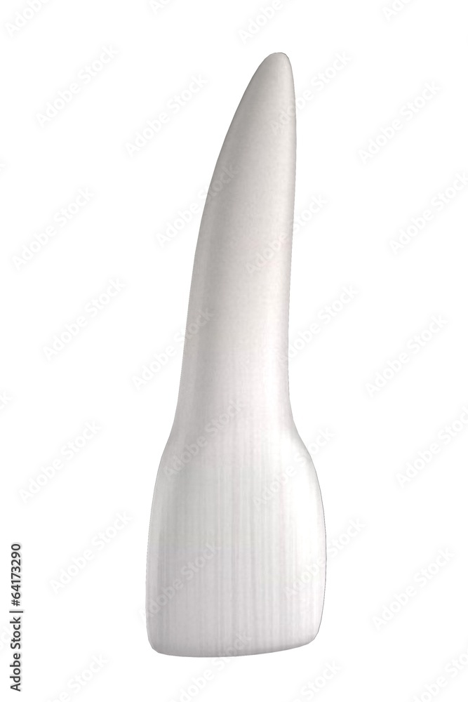 realistic 3d render of human tooth