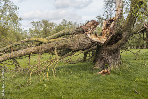Broken old willow tree