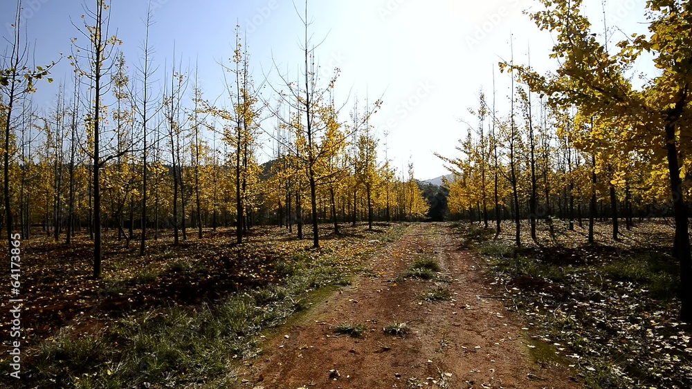 golden ginkgo tree, golden ginkgo tree,