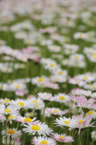 Gänsbelümchenwiese / daisy flower meadow [_de]