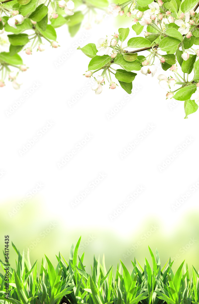 Flowers of apple and green grass