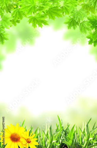 Maple leaves and green grass