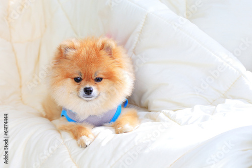 pomeranian dog wear clothes on bed