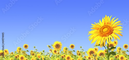 Fototapeta Naklejka Na Ścianę i Meble -  Sunflowers