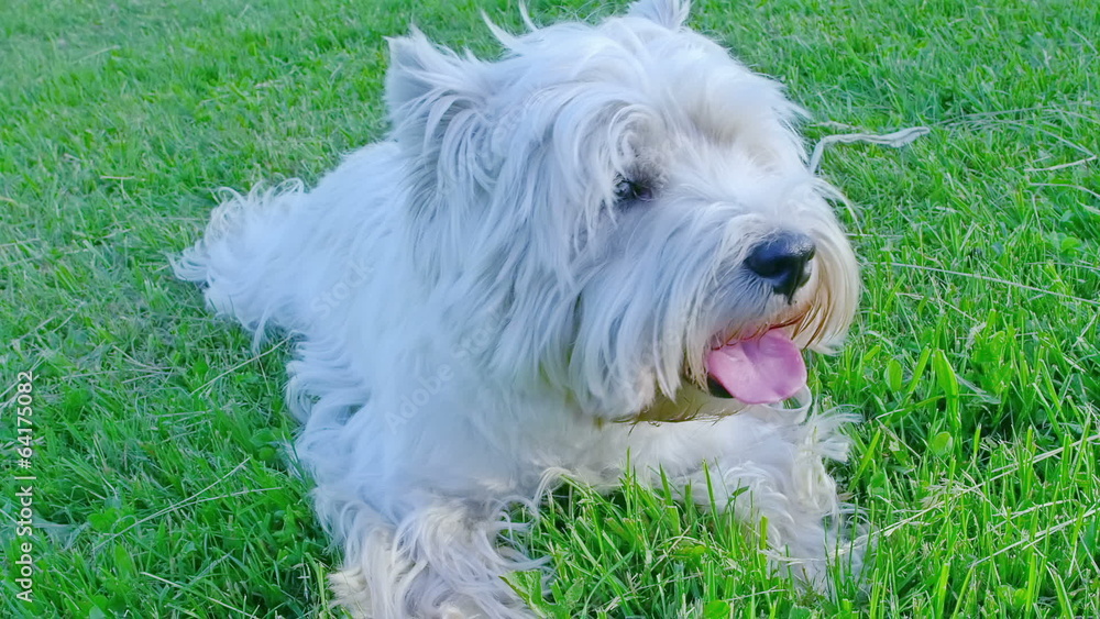 West Highland White Terrier West Highland White Terrier