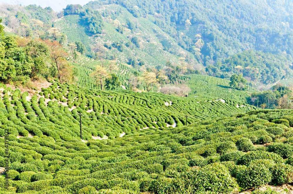 The fog of hangzhou west lake longjing tea garden, in China The fog of hangzhou west lake longjing tea garden, in China