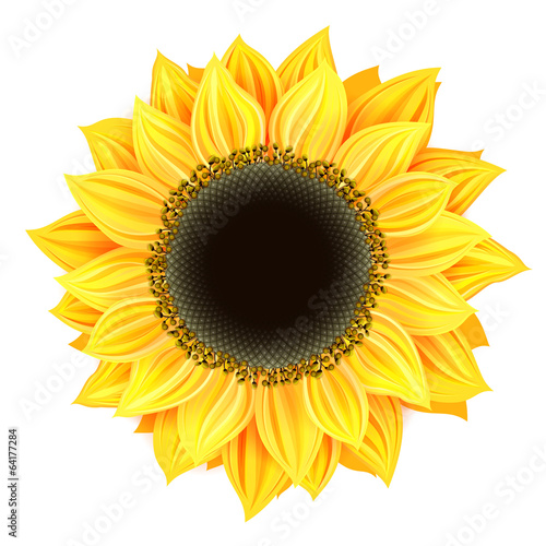Fototapeta Naklejka Na Ścianę i Meble -  Vector sunflower isolated