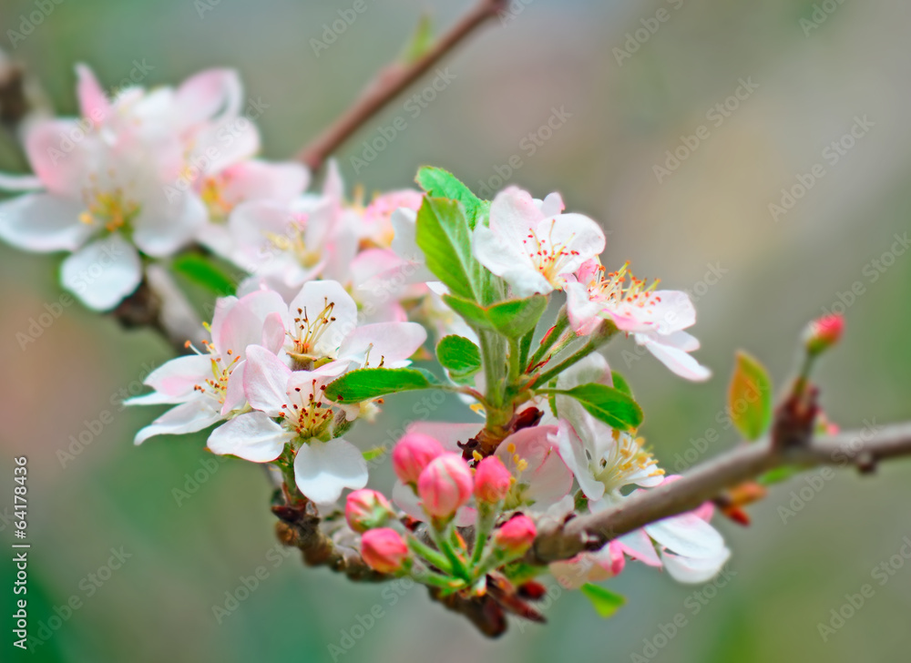 flowers on the branch flowers on the branch