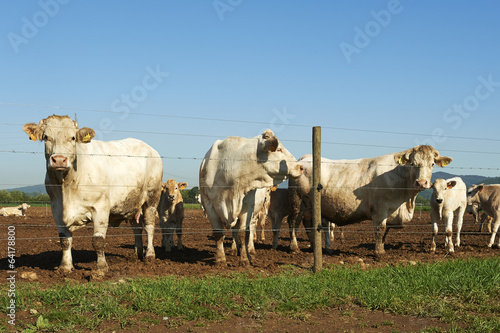 mucche da latte