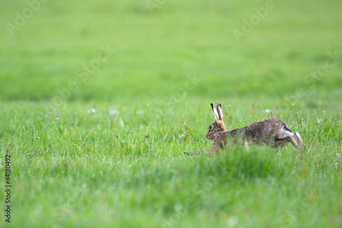 Running European hare © Ivonne Wierink