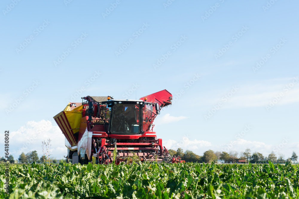 Obraz premium Harvest of Sugar beets