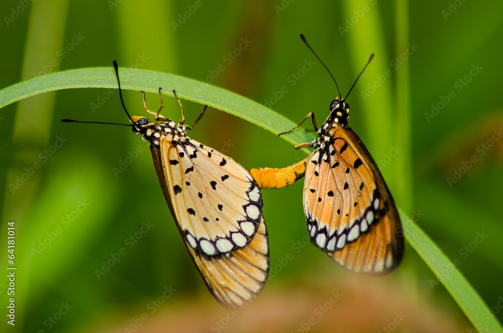 Obraz premium Butterflies mating