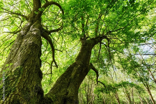 Huge maple tree