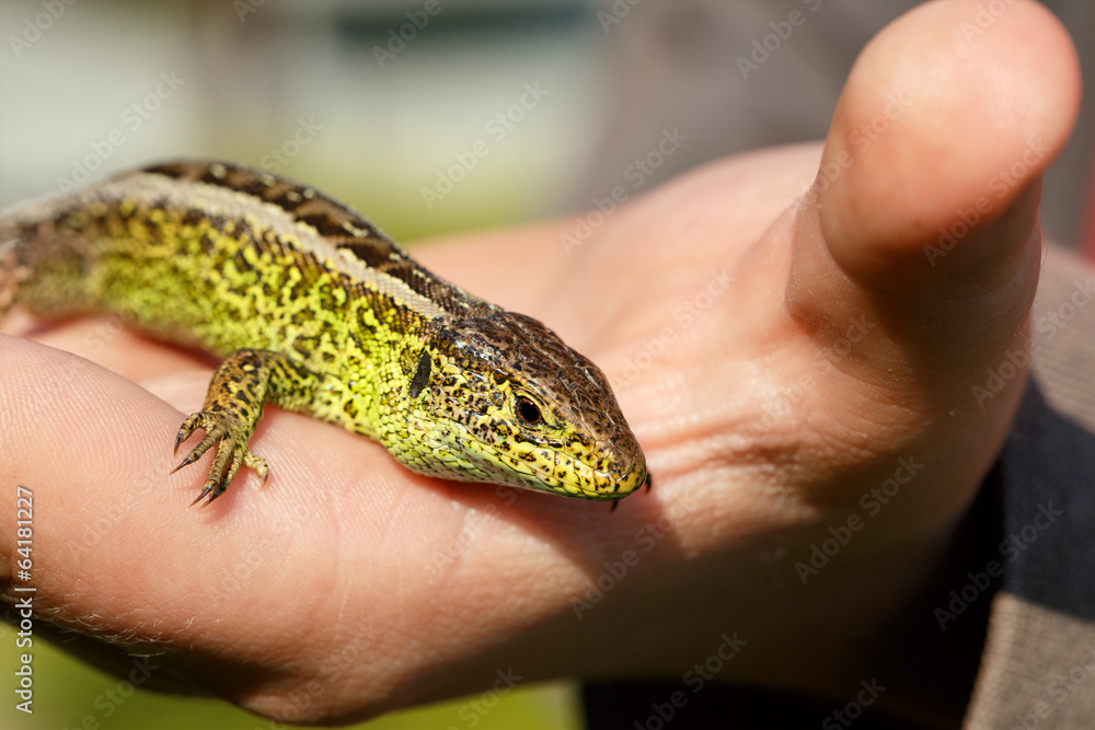 small lizard Lacerta agilis in hand small lizard Lacerta agilis in hand