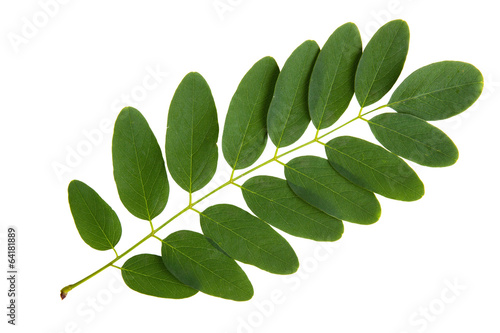 Green leaf of acacia tree isolated on white background photo