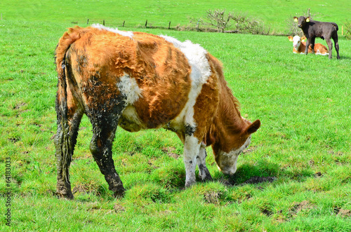 Dirty cow
