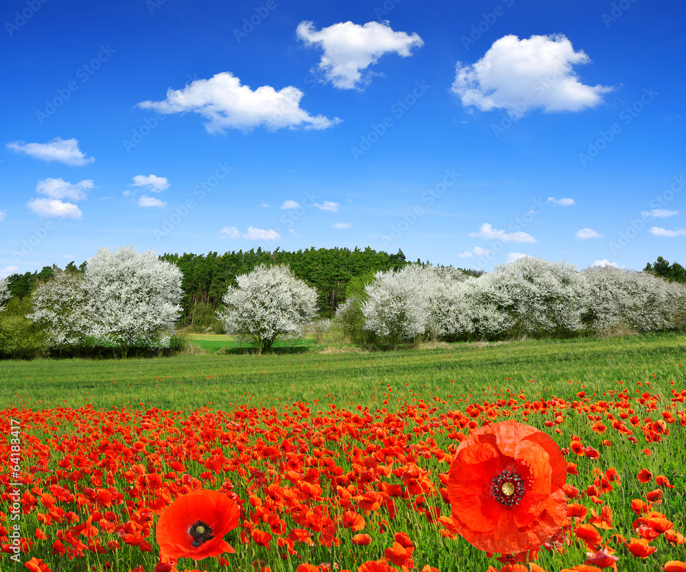 Fototapeta premium spring landscape with red poppy field