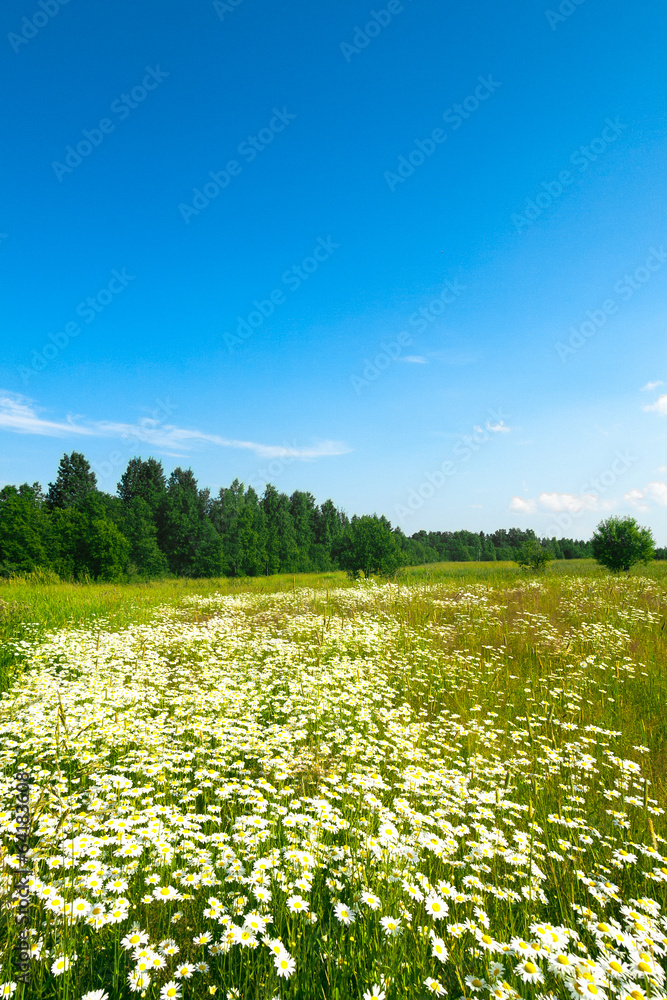 field of grass field of grass